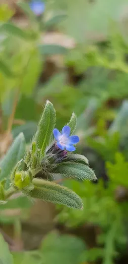 نسب المصنف - غير تجاري 4.0 دولي (CC BY-NC 4.0)- i naturalist.