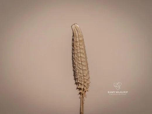 طرخشقون سوري