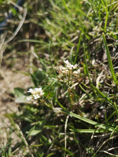 Noccaea microstyla