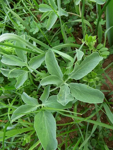 نسب المصنف - غير تجاري 4.0 دولي (CC BY-NC 4.0)- i naturalist.