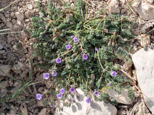 Erodium trichomanifolium