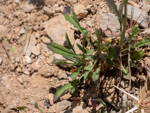 Erysimum scabrum