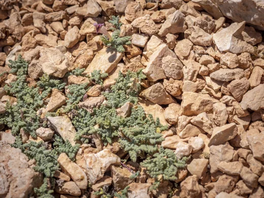 Scutellaria orientalis subsp. alpina