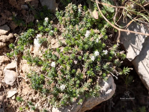 Galium incanum