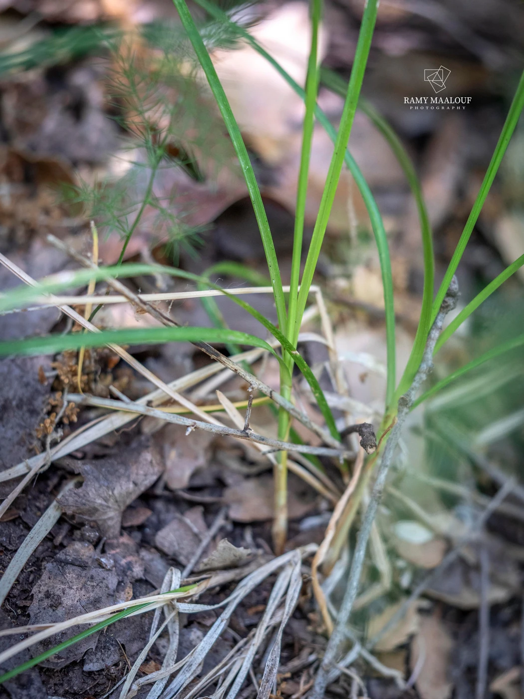Carex divulsa