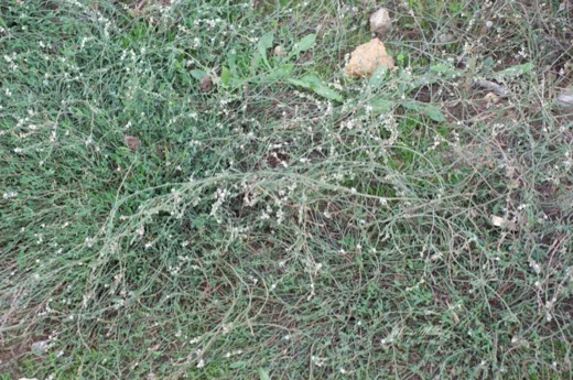 Polygonum equisetiforme