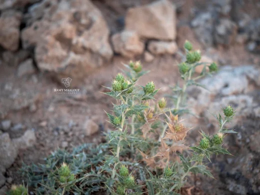 Cousinia ramosissima
