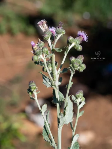Cirsium creticum subsp. gaillardotii