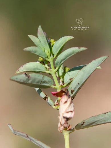 Euphorbia indica