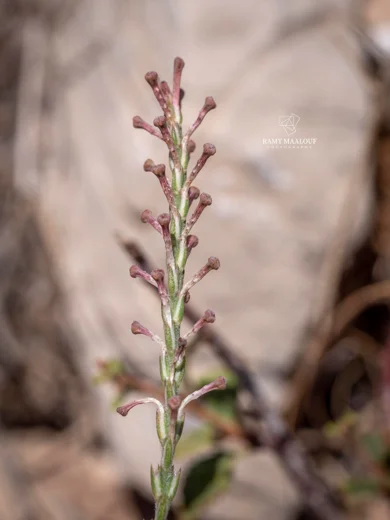 Crucianella macrostachya