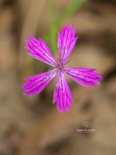 Dianthus strictus subsp. multipunctatus