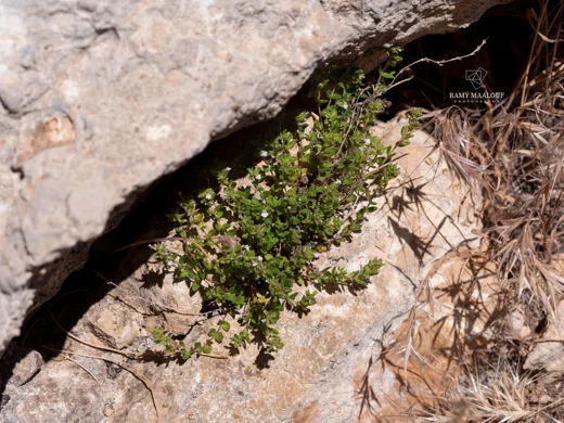 Micromeria cremnophila subsp. amana