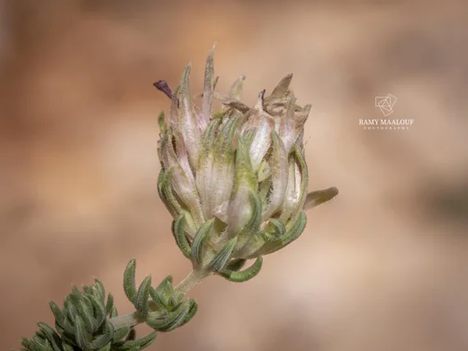 Asperula glomerata