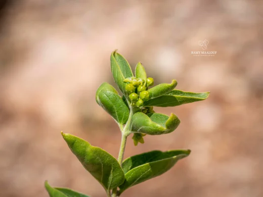 Vincetoxicum dionysiense