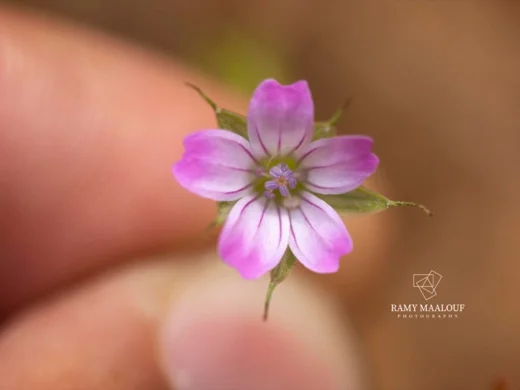 Geranium columbinum