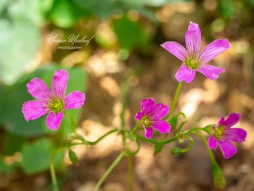 Oxalis debilis
