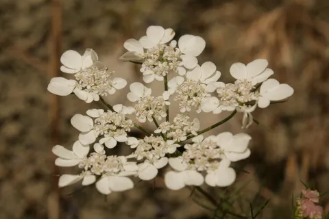 نسب المصنف - غير تجاري 4.0 دولي (CC BY-NC 4.0)- i naturalist.