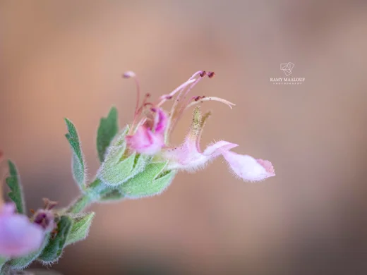 Teucrium divaricatum subsp. divaricatum