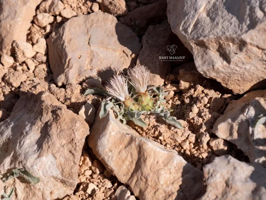 Myopordon pulchellum