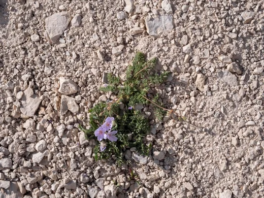 Erodium trichomanifolium