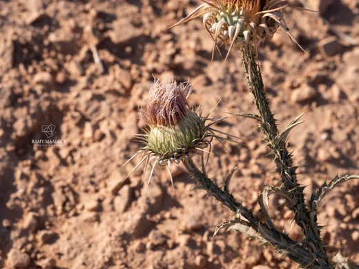 Onopordum blancheanum