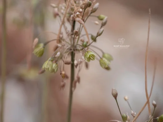Allium sp. (Kornet Chehwan)