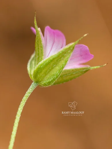 Geranium columbinum