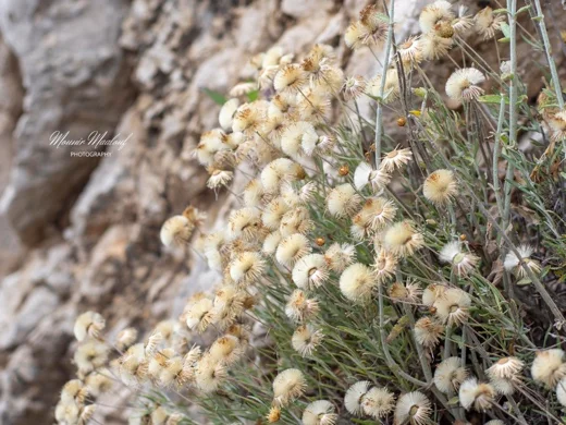 Ptilostemon chamaepeuce