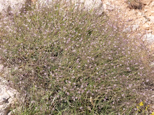 Gypsophila libanotica