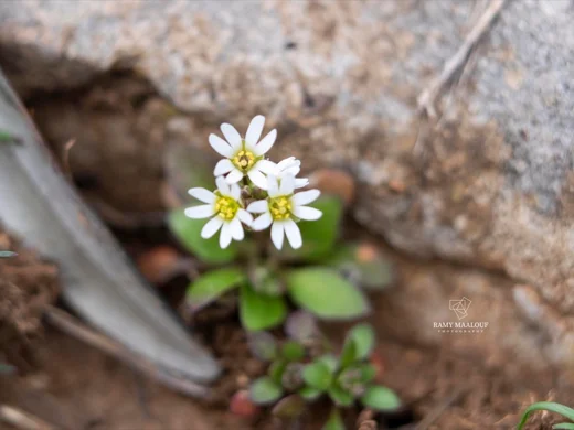 Draba praecox