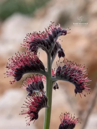 Solenanthus stamineus