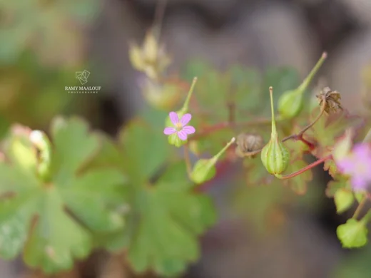 Geranium lucidum