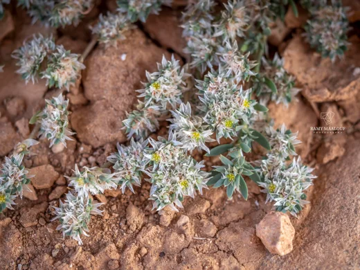 Paronychia chionaea