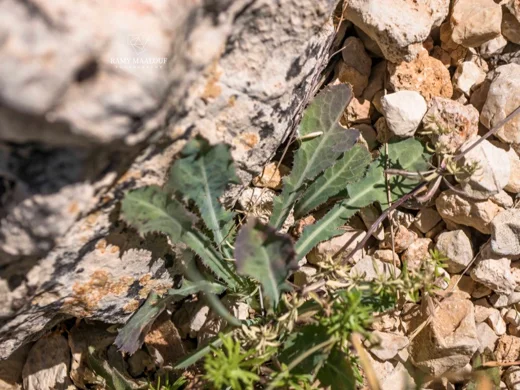 Reichardia dichotoma