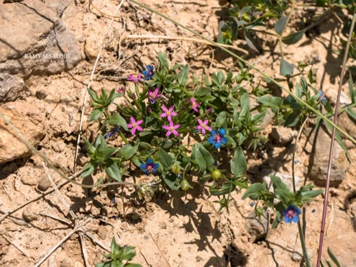 Centaurium pulchellum