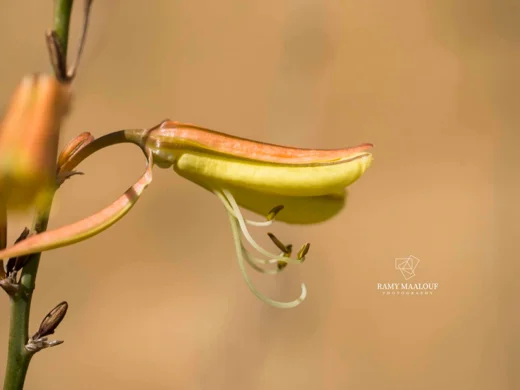 عصفلدين قصير الساق