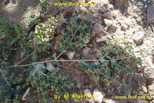 عشبة الجرح
