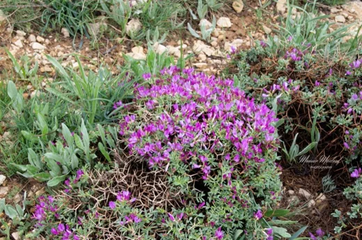 عنبريس أقرن