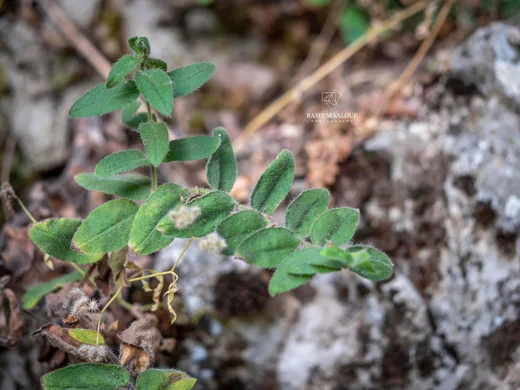 Alkanna prasinophylla