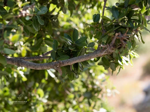 Quercus calliprinos