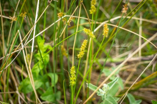 Carex otrubae