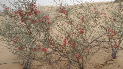نسب المصنف - غير تجاري 4.0 دولي (CC BY-NC 4.0)- i naturalist.