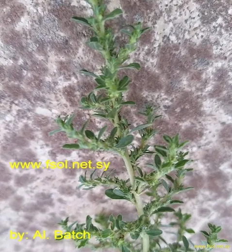 Amaranthus albus
