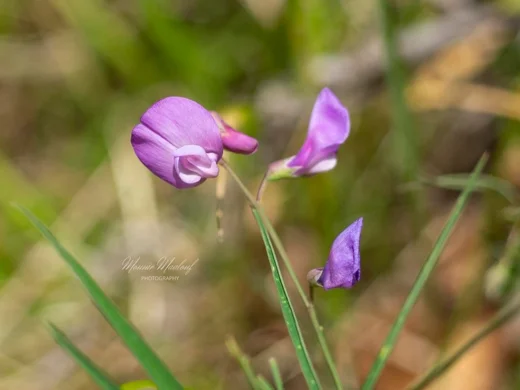 Lathyrus spathulatus
