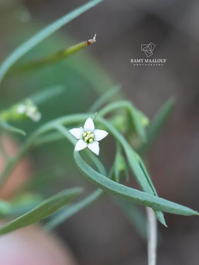 Thesium bergeri