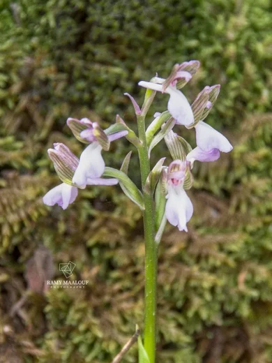 Anacamptis morio subsp. syriaca