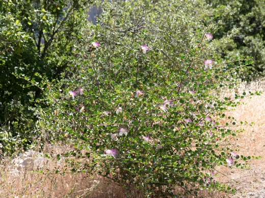 Capparis zoharyi