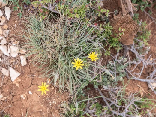 Scorzonera meyeri