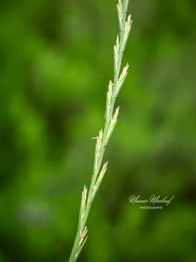 Lolium rigidum