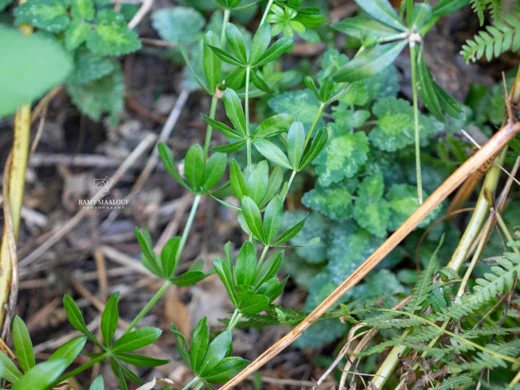 Galium rivale